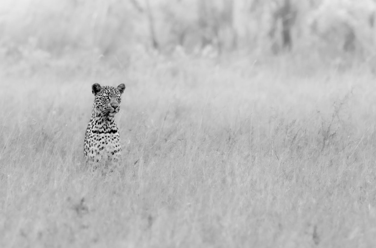 Rixaka-BW-00 The Silent Watcher
