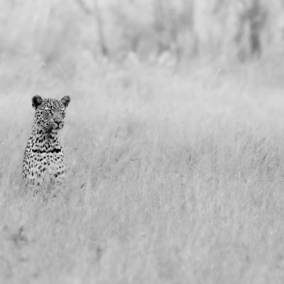 Rixaka-BW-00 The Silent Watcher