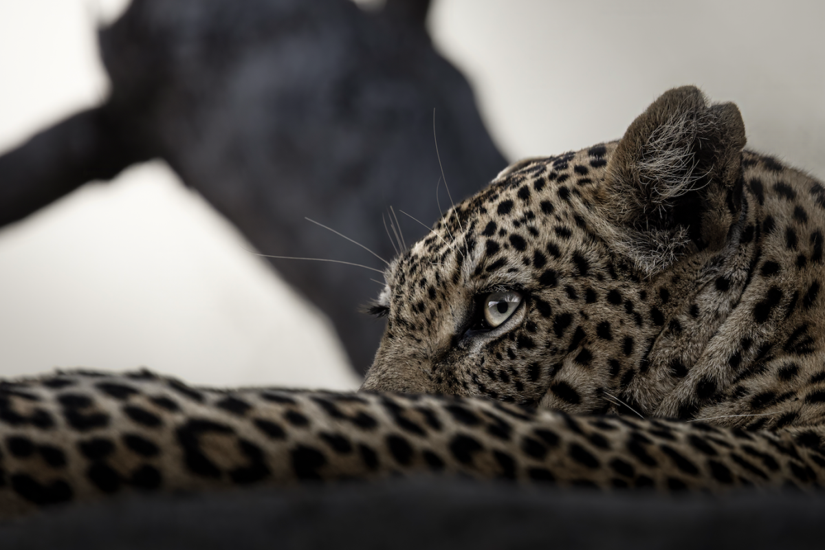 Shadow's Gaze
