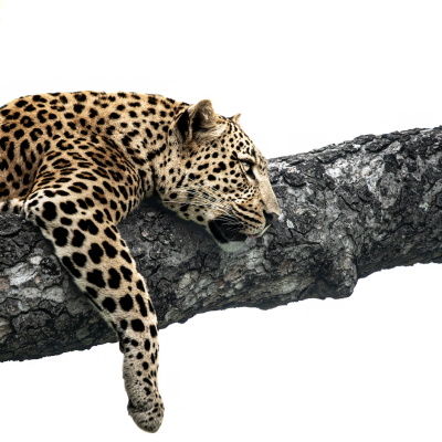 Strength in Stillness