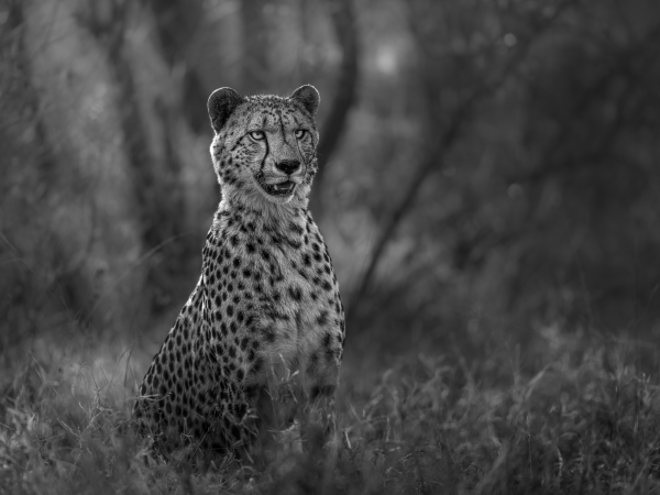 Grace in Monochrome