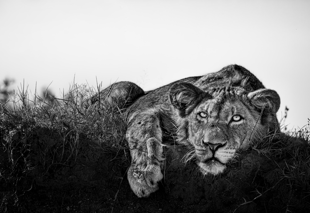 Portrait of Power