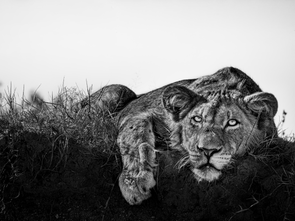 Portrait of Power