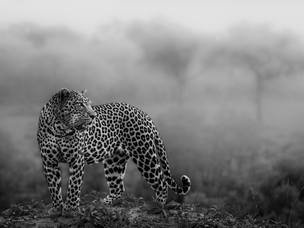 Shadow and Soul