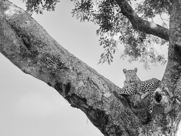 The Watchful Soul