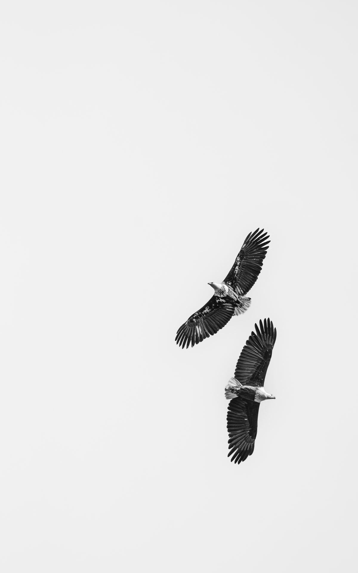 Masters of the sky