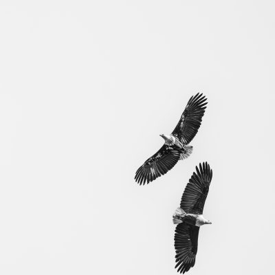 Masters of the sky