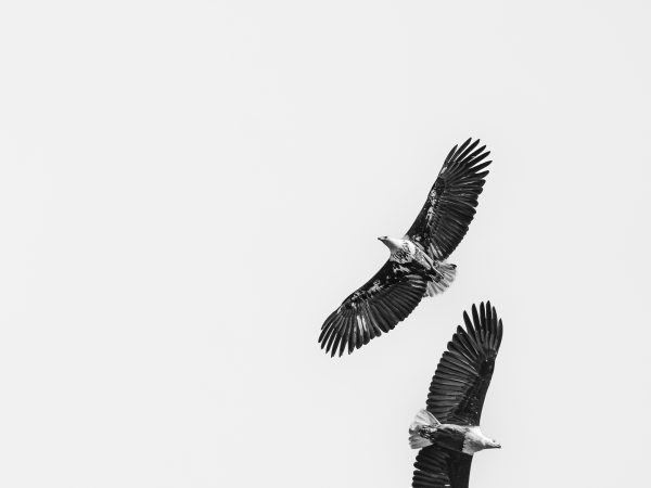 Masters of the sky